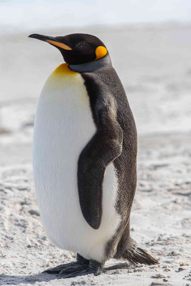 Pingüino Rey - islas Falkland o Malvinas 01.jpg